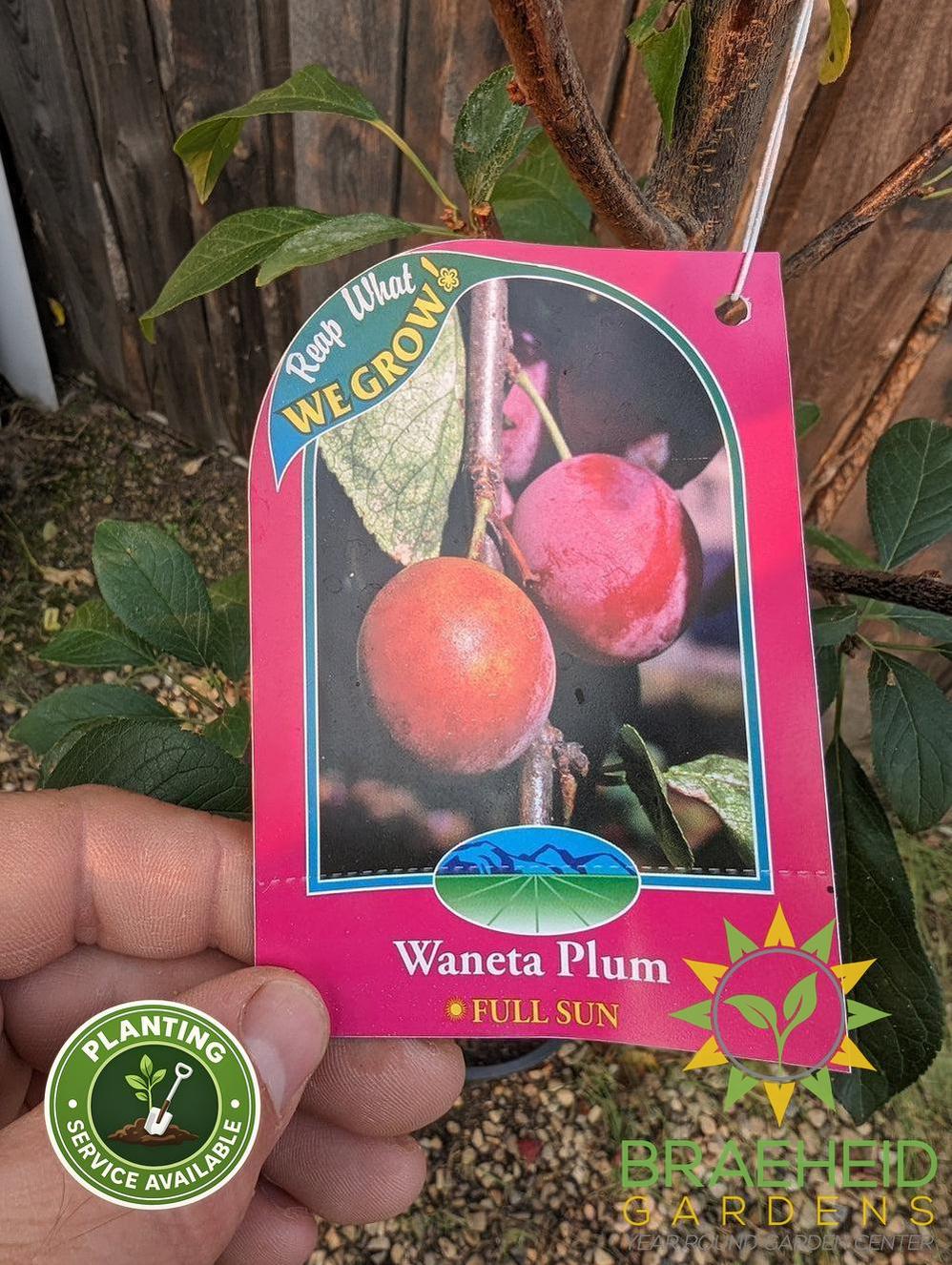 Waneta Plum- Tree for sale, Grown in Grande Prairie -Braeheid Gardens Ltd. on Emerson Trail