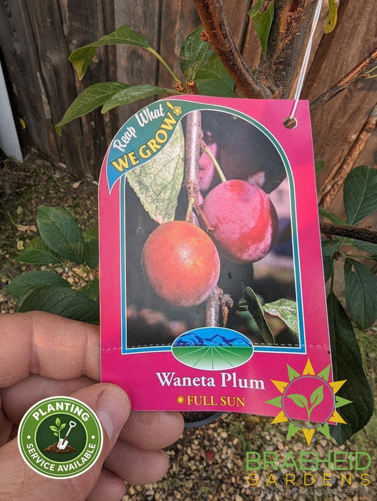 Waneta Plum- Tree for sale, Grown in Grande Prairie -Braeheid Gardens Ltd. on Emerson Trail