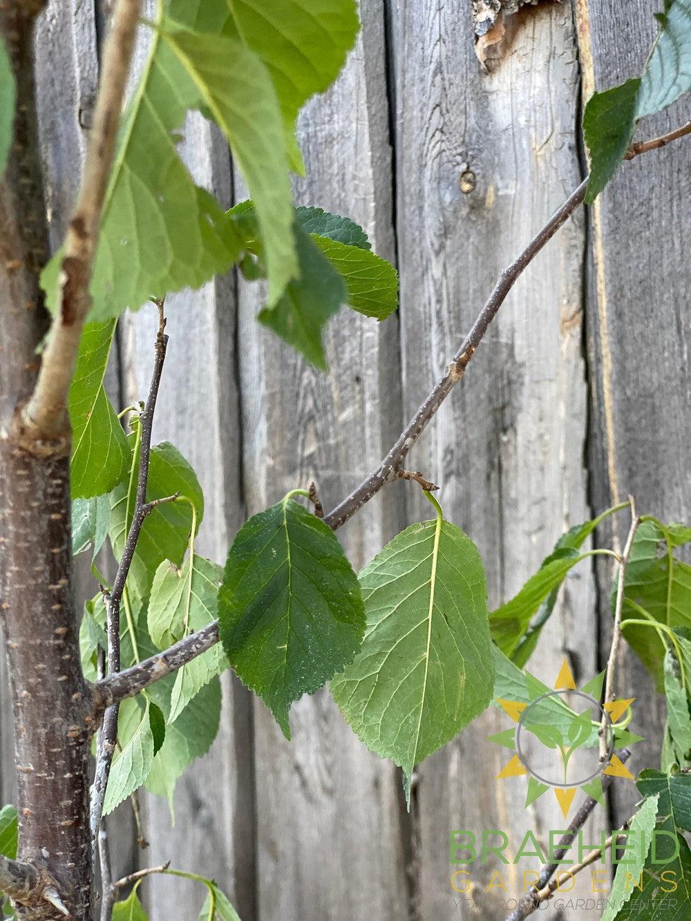 Princess Kay Plum- Tree for sale, Grown in Grande Prairie -Braeheid Gardens Ltd. on Emerson Trail