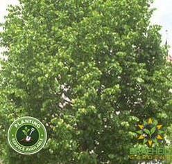 Basswood American Linden