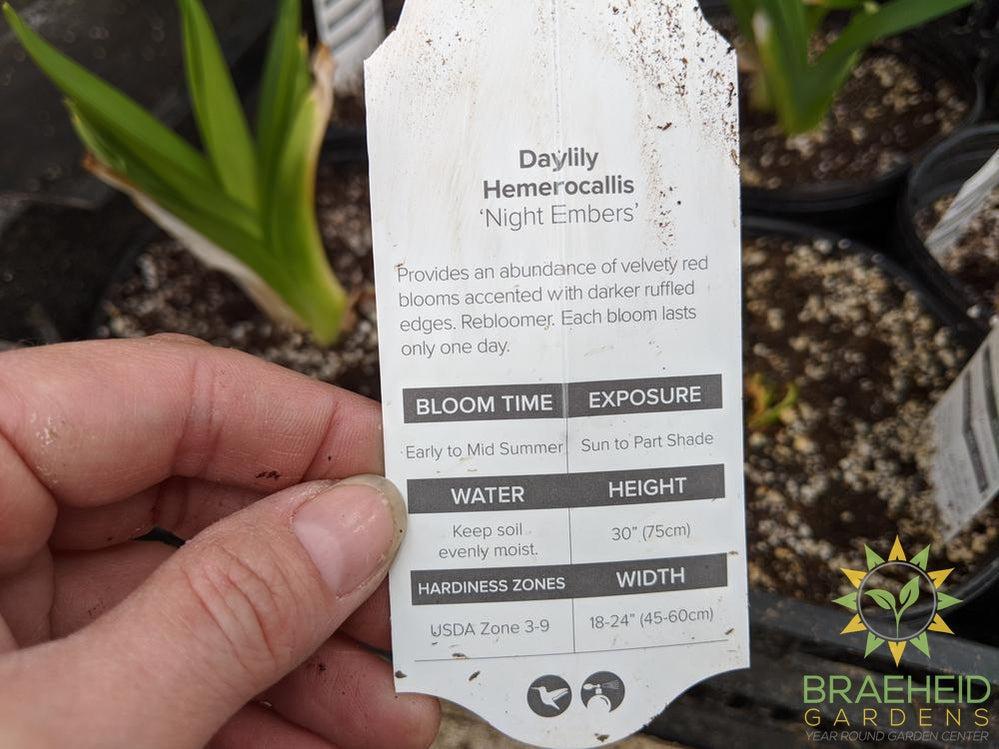 Daylily 'Night Embers' - NO SHIP -