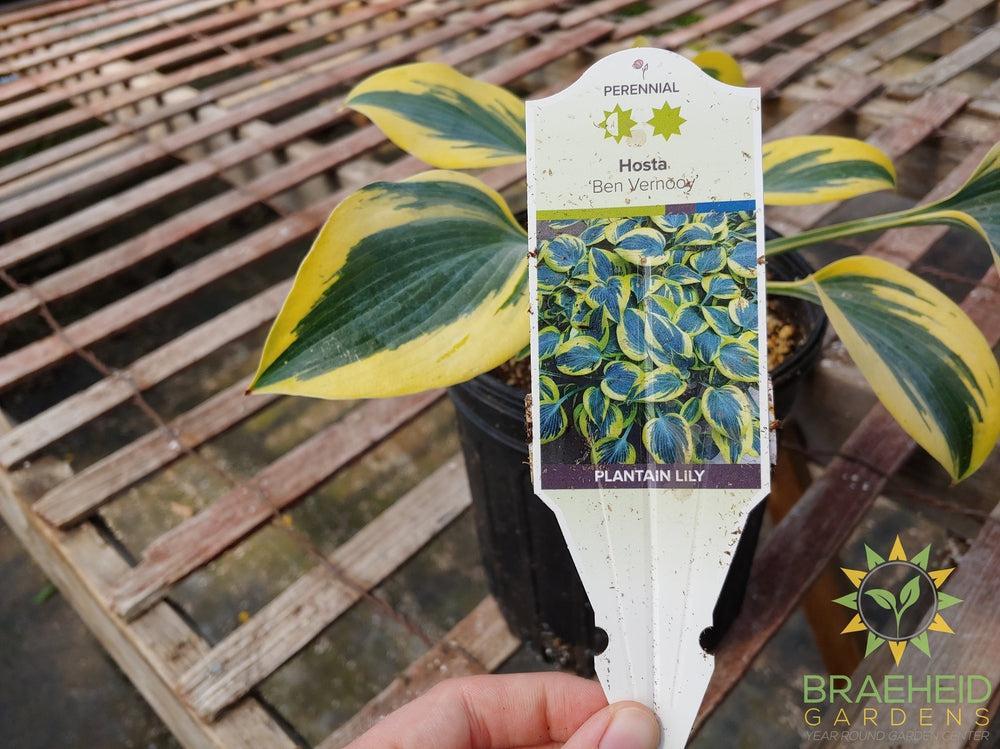 Hosta 'Ben Vernooy' -NO SHIP -