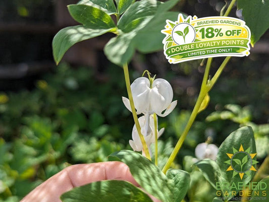 Old Fashioned white Bleeding Heart