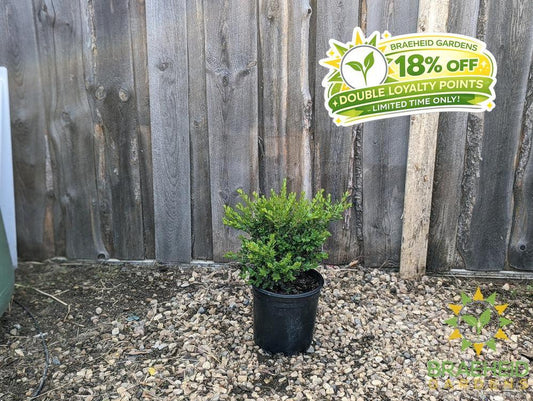 Calgary Boxwood