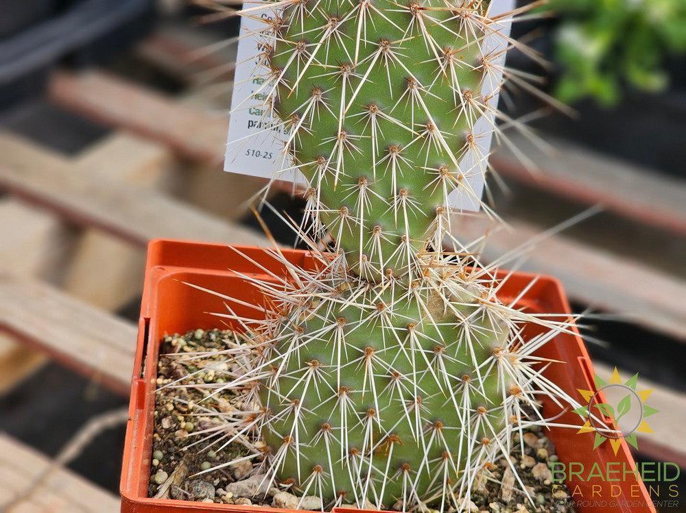 Peach Mesa Prickly Pear- NO SHIP