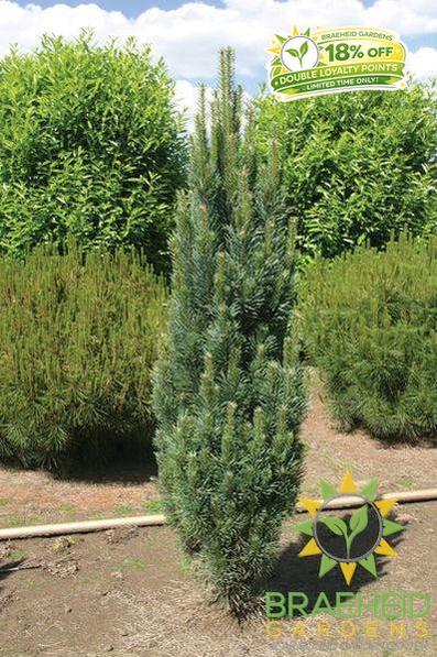 Columnar Scotch Pine- Tree for sale, Grown in Grande Prairie -Braeheid Gardens Ltd. on Emerson Trail