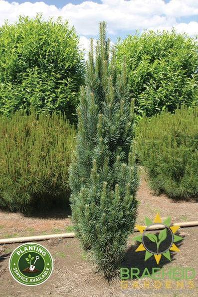 Columnar Scotch Pine- Tree for sale, Grown in Grande Prairie -Braeheid Gardens Ltd. on Emerson Trail