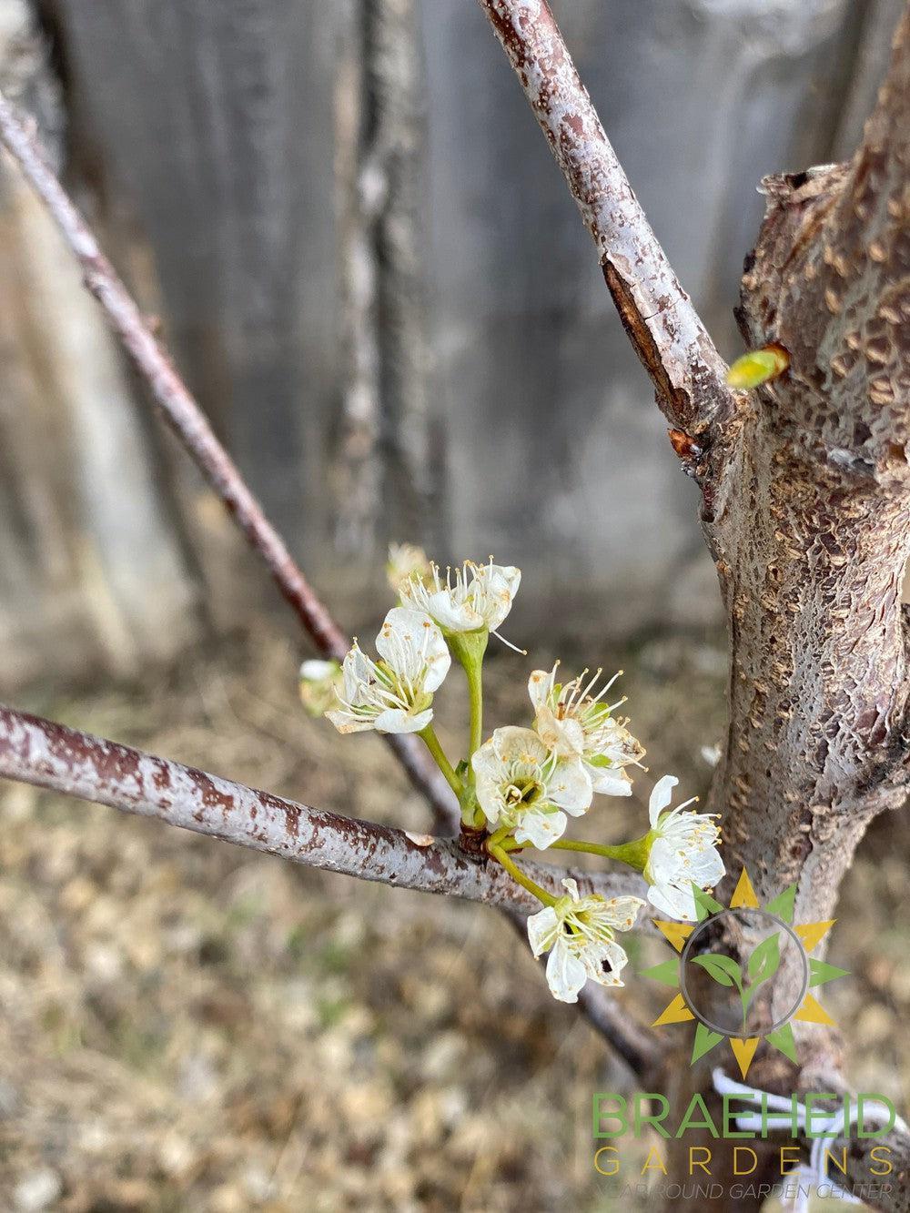 Superior Plum- Tree for sale, Grown in Grande Prairie -Braeheid Gardens Ltd. on Emerson Trail