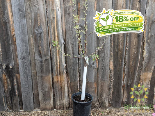 Goodland Apple- Tree for sale, Grown in Grande Prairie -Braeheid Gardens Ltd. on Emerson Trail