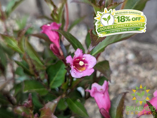 Minuet Weigela