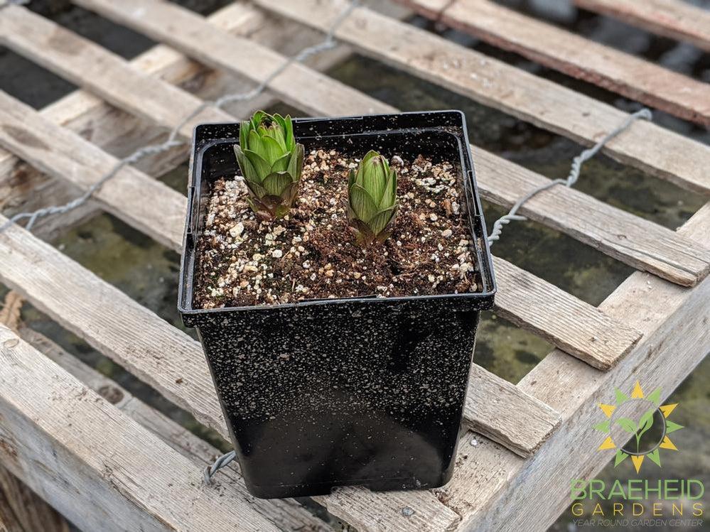 Asiatic Lily 'Lily Looks Tiny Shadow' - NO SHIP -