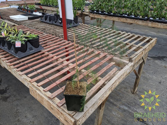 Asparagus plant -NO SHIP-
