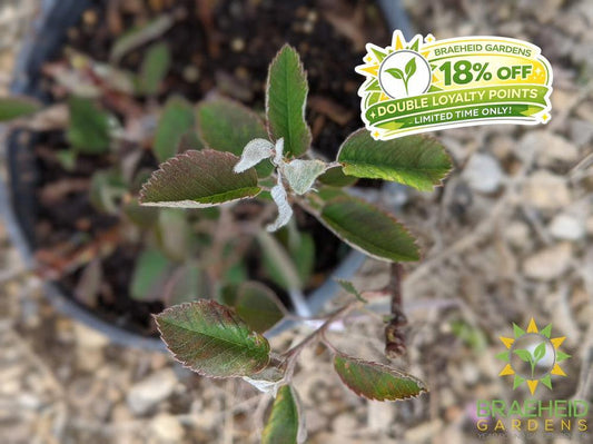 Buy Northline Saskatoon an Edible Shrub in Grande Prairie Alberta - Braeheid Gardens Ltd.