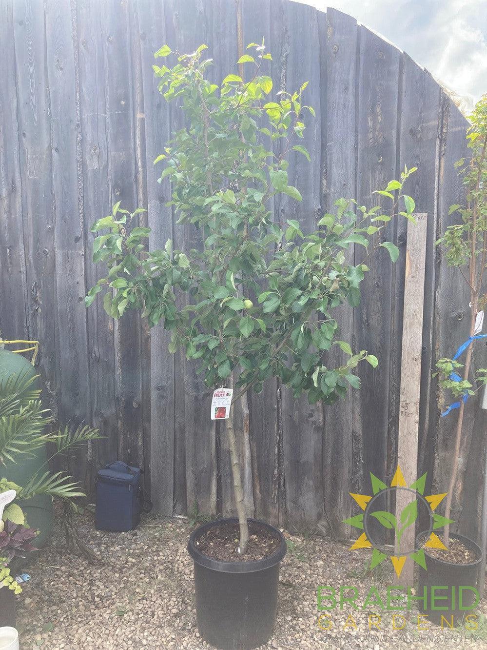 Honeycrisp Apple- Tree for sale, Grown in Grande Prairie -Braeheid Gardens Ltd. on Emerson Trail