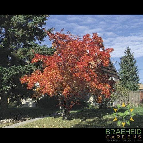 Amur Maple Tree- Tree for sale, Grown in Grande Prairie -Braeheid Gardens Ltd. on Emerson Trail