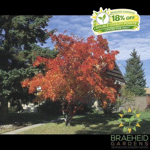 Amur Maple Tree- Tree for sale, Grown in Grande Prairie -Braeheid Gardens Ltd. on Emerson Trail