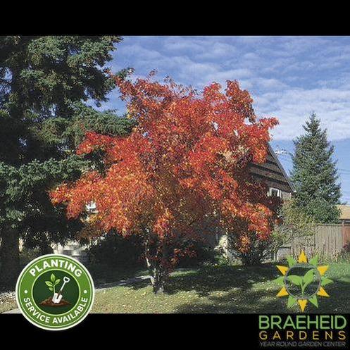 Amur Maple Tree- Tree for sale, Grown in Grande Prairie -Braeheid Gardens Ltd. on Emerson Trail