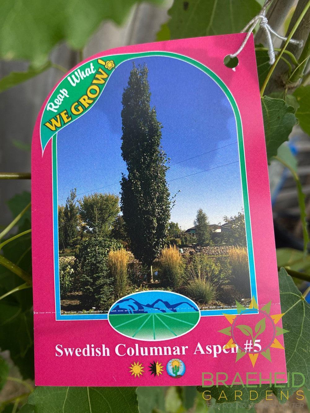 Swedish Columnar Aspen- Tree for sale, Grown in Grande Prairie -Braeheid Gardens Ltd. on Emerson Trail