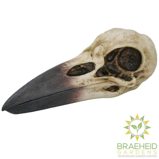 Raven Skull Box C/24