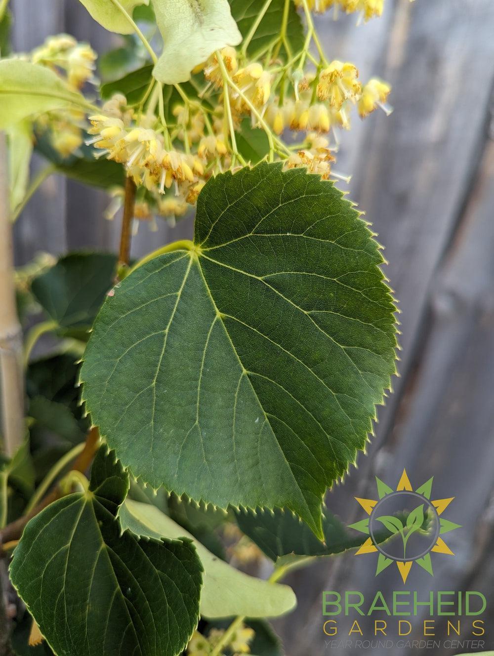 Dropmore Linden- Tree for sale, Grown in Grande Prairie -Braeheid Gardens Ltd. on Emerson Trail