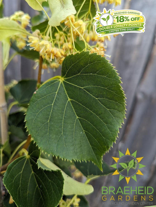Dropmore Linden- Tree for sale, Grown in Grande Prairie -Braeheid Gardens Ltd. on Emerson Trail