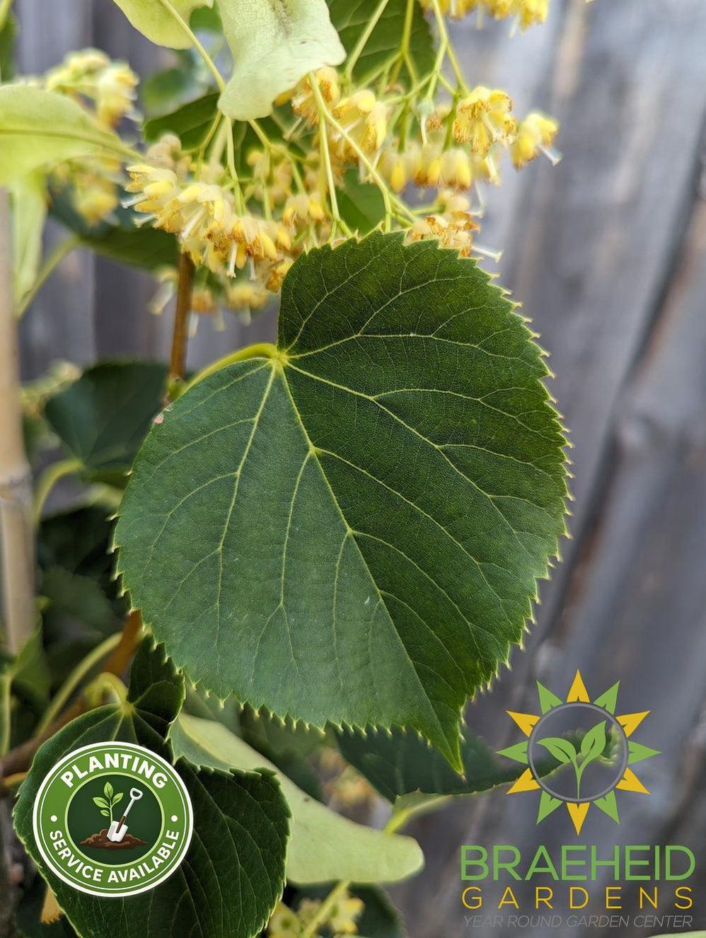 Dropmore Linden- Tree for sale, Grown in Grande Prairie -Braeheid Gardens Ltd. on Emerson Trail