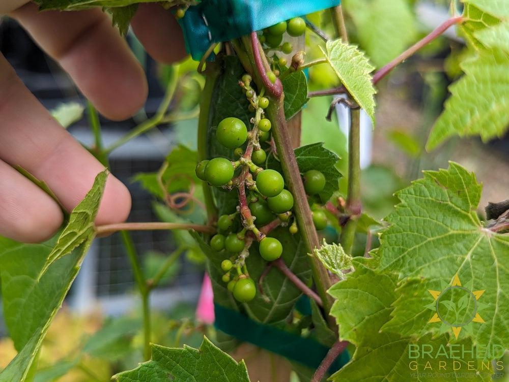 Buy Beta Grape an Vine in Grande Prairie Alberta - Braeheid Gardens Ltd.