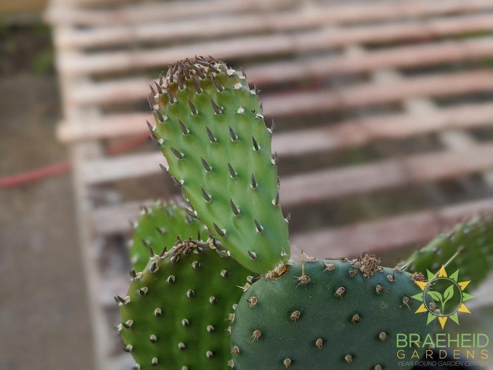 Opuntia 'American Beauty' - Cold Hardy
