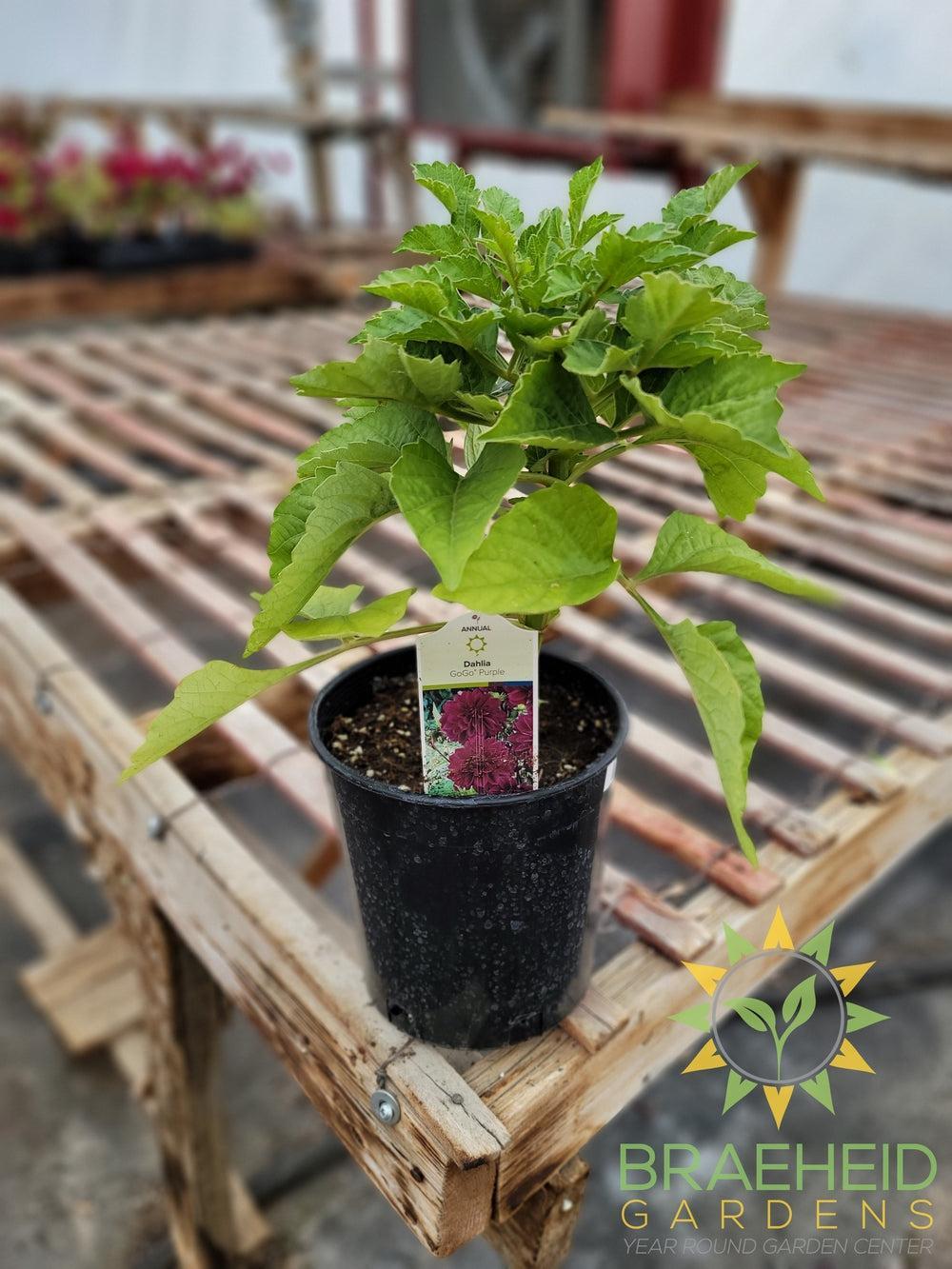 Dahlia 'GoGo Purple' - NO SHIP -