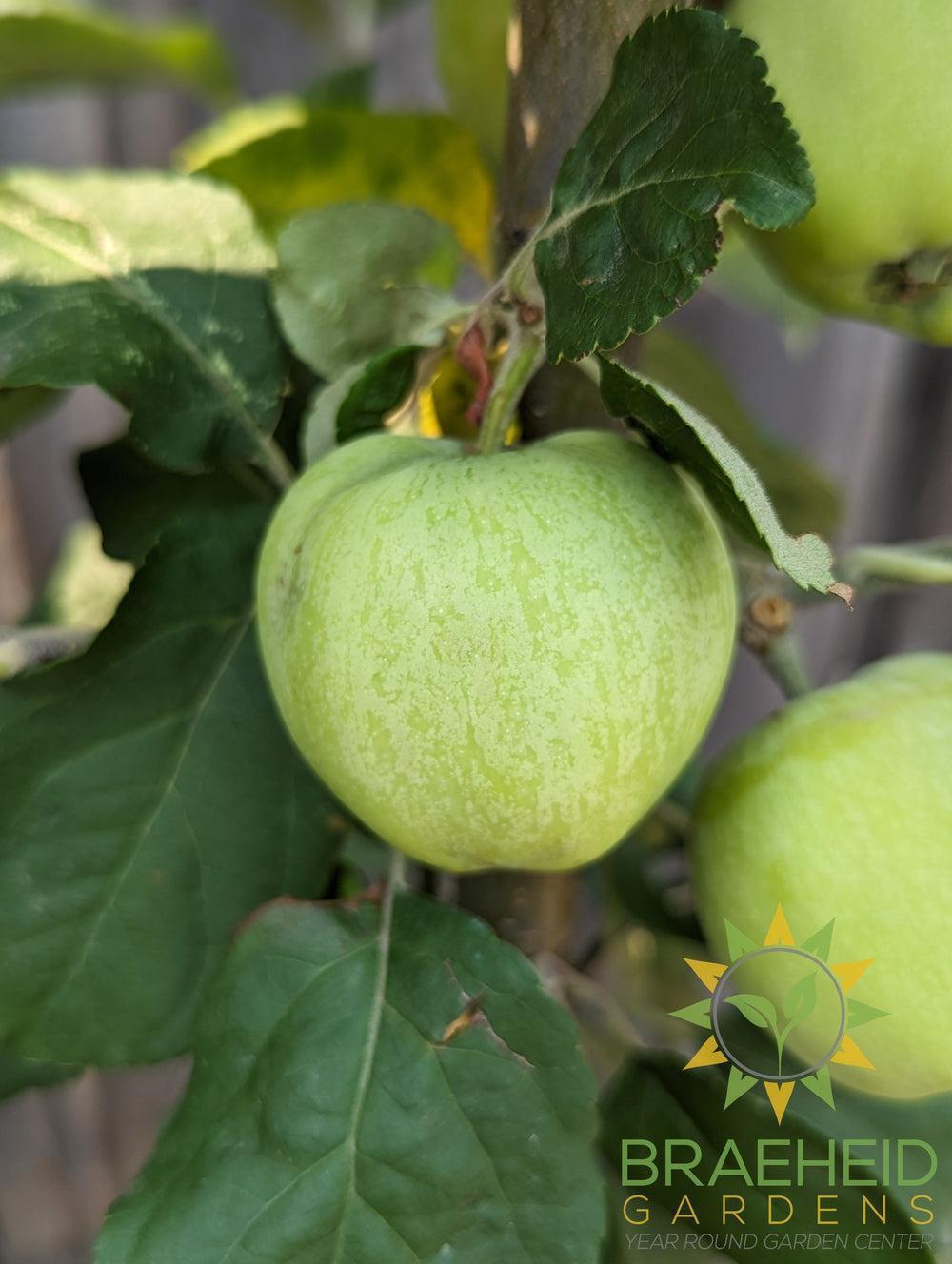 Battleford Apple- Tree for sale, Grown in Grande Prairie -Braeheid Gardens Ltd. on Emerson Trail