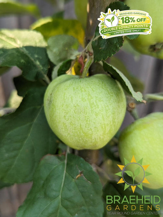 Battleford Apple- Tree for sale, Grown in Grande Prairie -Braeheid Gardens Ltd. on Emerson Trail