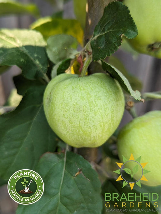 Battleford Apple- Tree for sale, Grown in Grande Prairie -Braeheid Gardens Ltd. on Emerson Trail