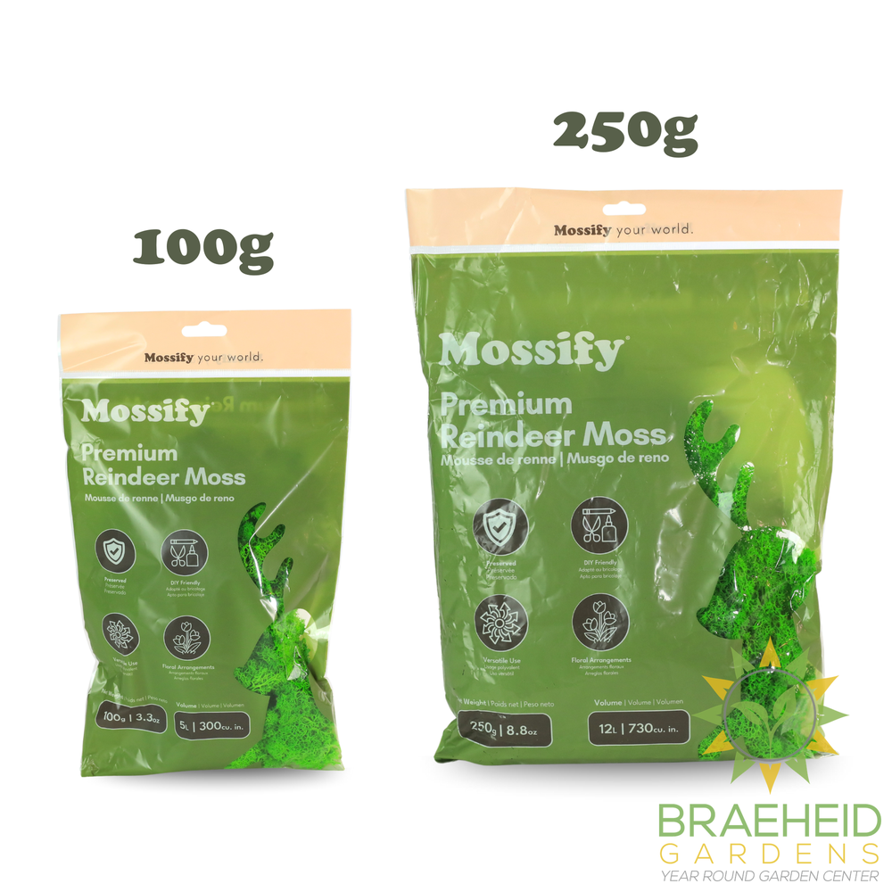 Premium Reindeer Moss Bag