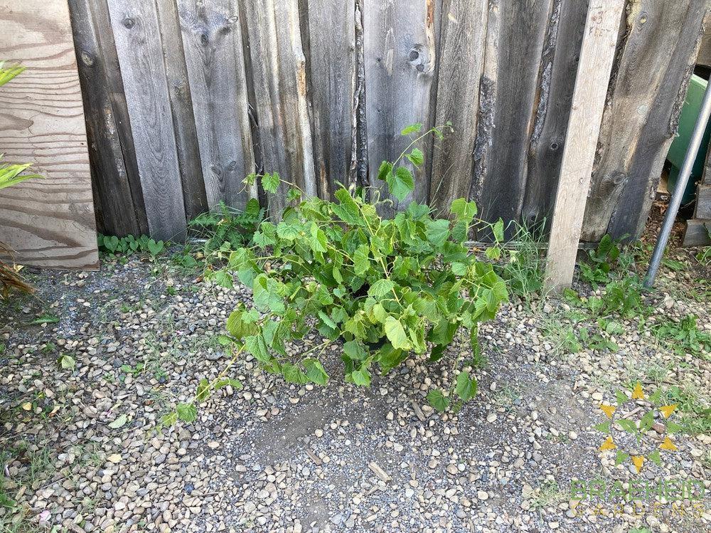Buy Beta Grape an Vine in Grande Prairie Alberta - Braeheid Gardens Ltd.