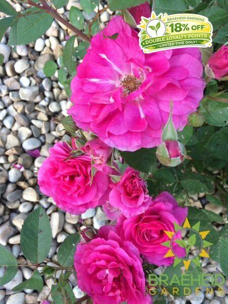 Morden Centennial Rose