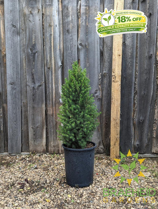 Dwarf Alberta Spruce- Tree for sale, Grown in Grande Prairie -Braeheid Gardens Ltd. on Emerson Trail