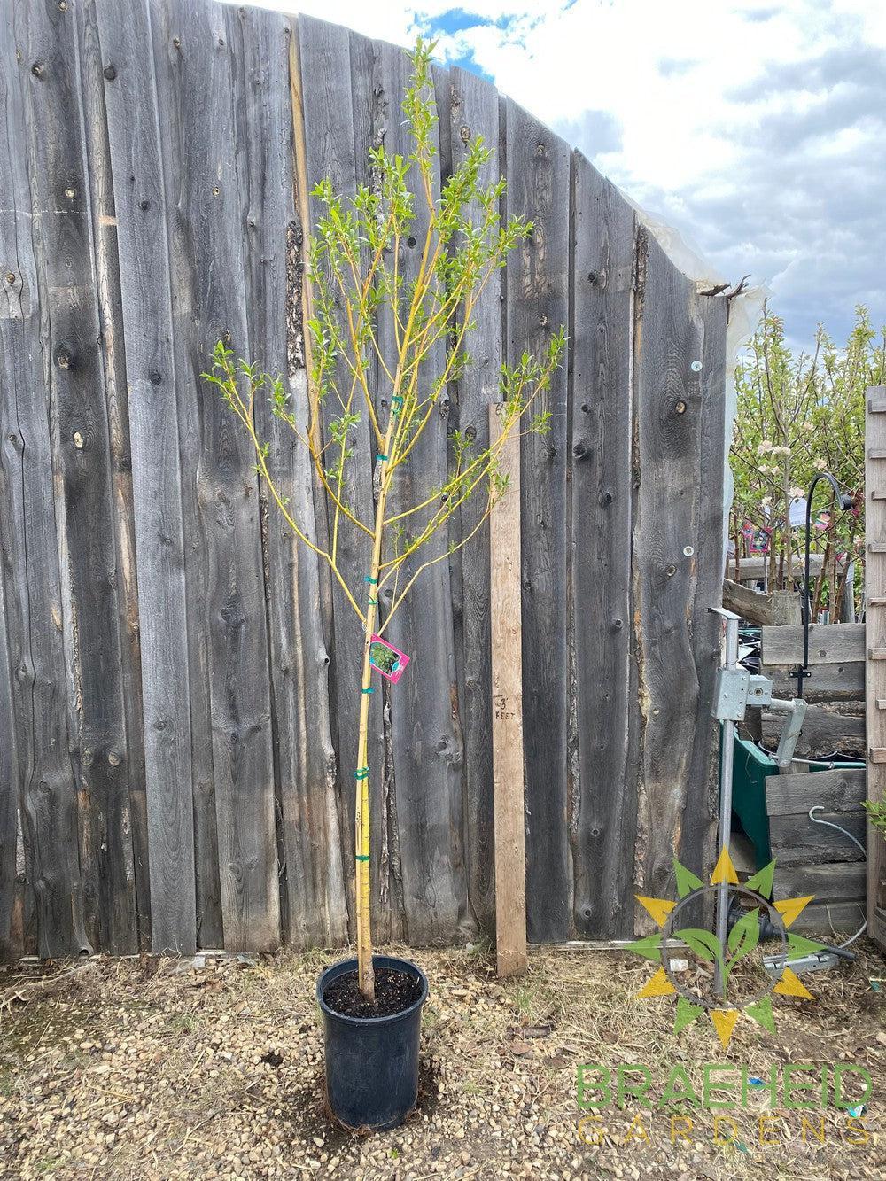 Golden Willow Tree- Tree for sale, Grown in Grande Prairie -Braeheid Gardens Ltd. on Emerson Trail