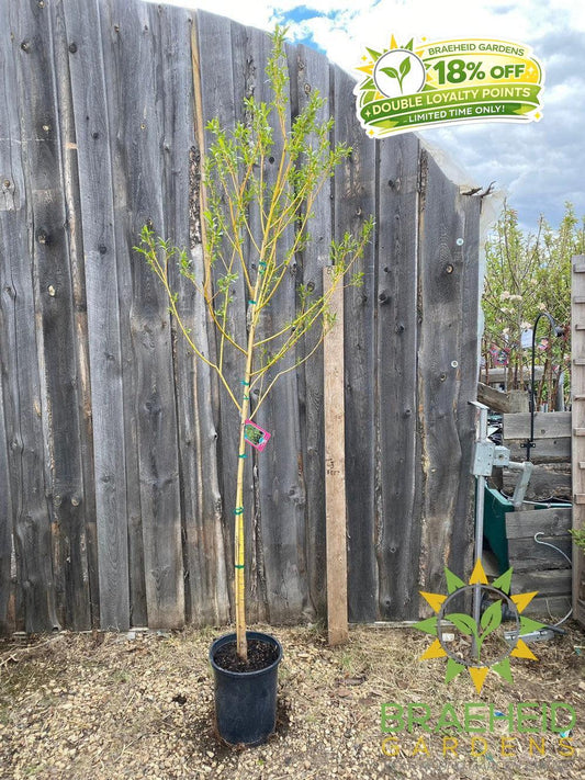 Golden Willow Tree- Tree for sale, Grown in Grande Prairie -Braeheid Gardens Ltd. on Emerson Trail