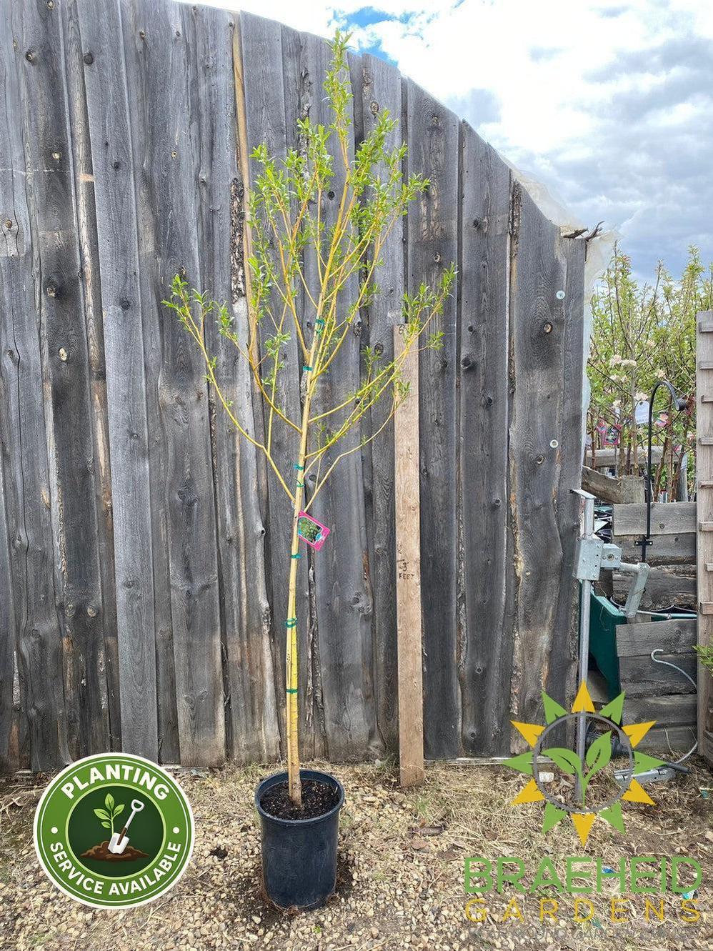 Golden Willow Tree- Tree for sale, Grown in Grande Prairie -Braeheid Gardens Ltd. on Emerson Trail
