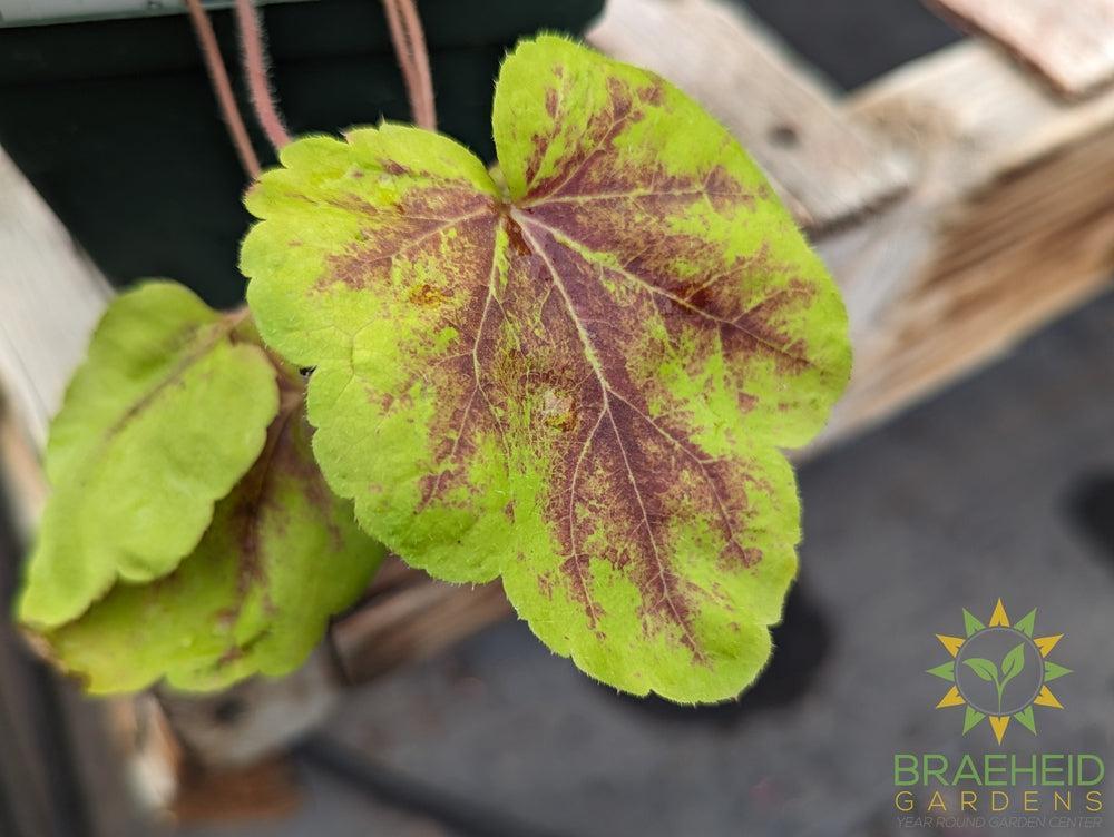 Heucherella Solar Eclipse - NO SHIP -