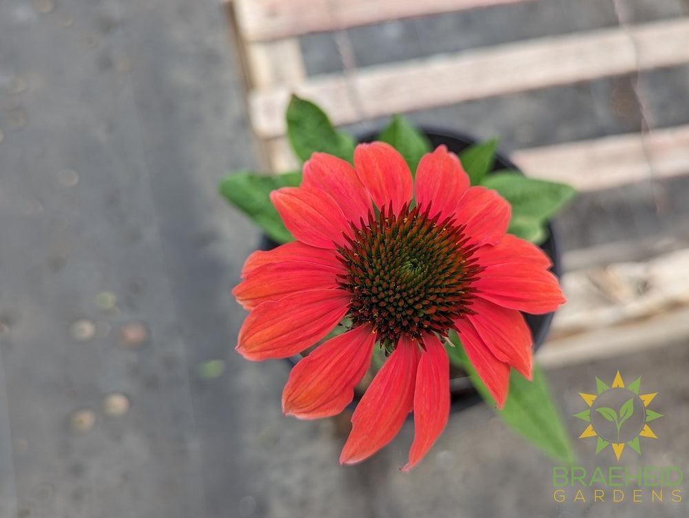 Echinacea 'Cheyenne Spirit' - NO SHIP -