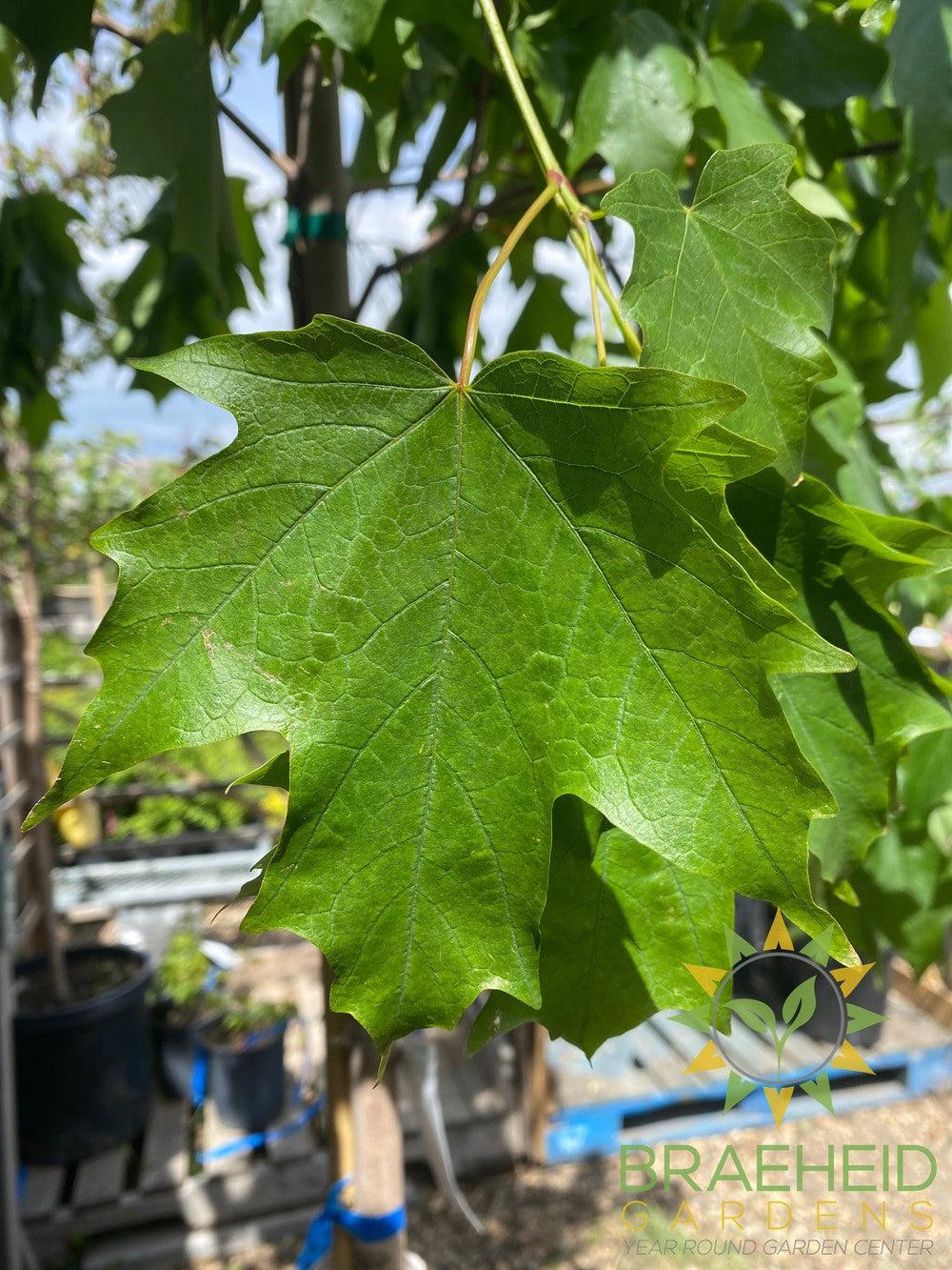 Fall Fiesta® Sugar Maple- Tree for sale, Grown in Grande Prairie -Braeheid Gardens Ltd. on Emerson Trail