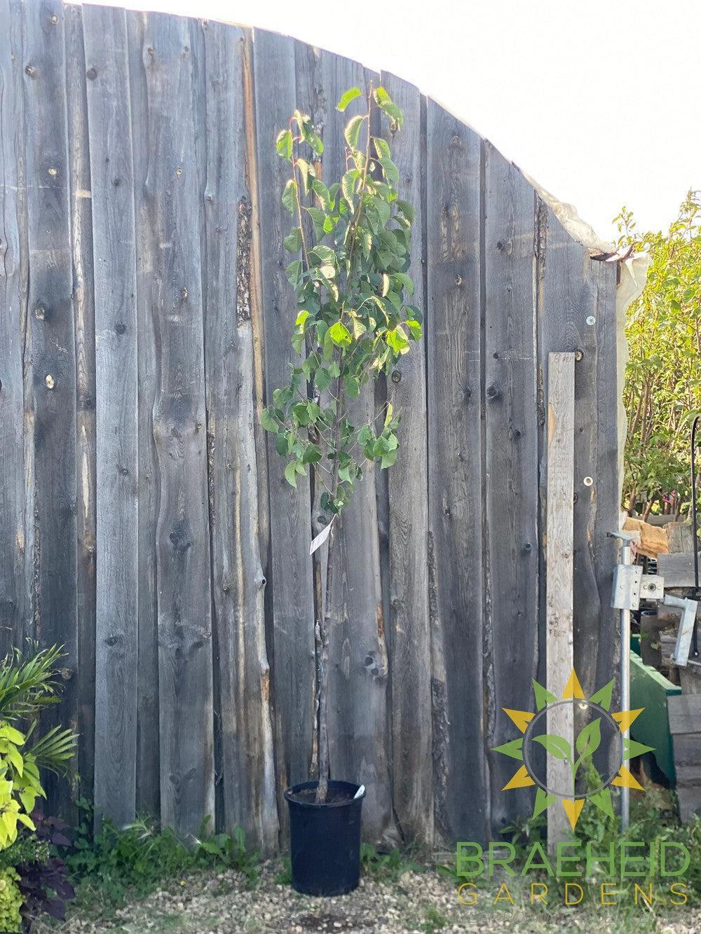 Princess Kay Plum- Tree for sale, Grown in Grande Prairie -Braeheid Gardens Ltd. on Emerson Trail
