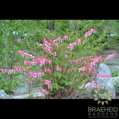 Old Fashioned Bleeding Heart