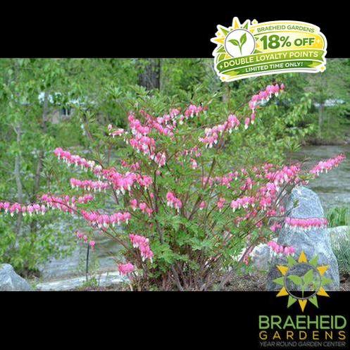 Old Fashioned Bleeding Heart