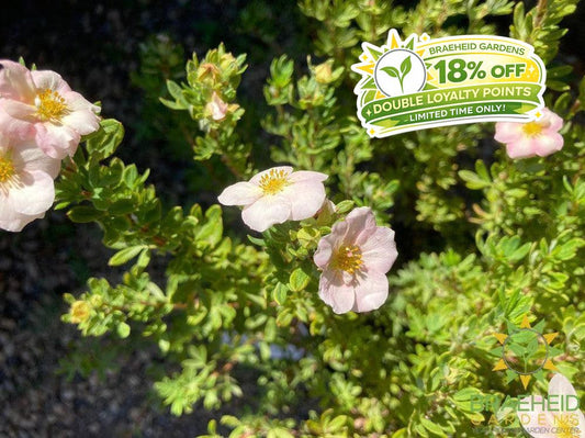 Happy Face® P. Paradise Potentilla