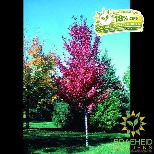 Autumn Spire Red Maple- Tree for sale, Grown in Grande Prairie -Braeheid Gardens Ltd. on Emerson Trail