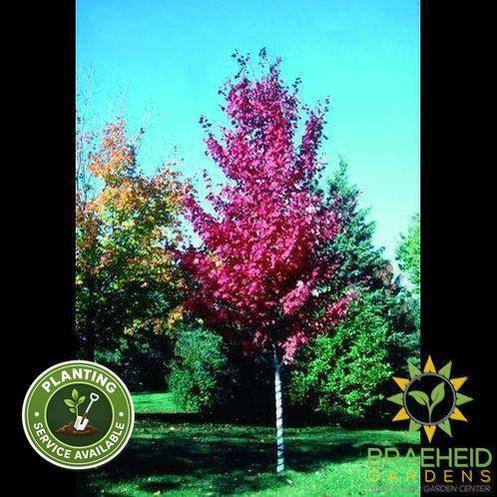 Autumn Spire Red Maple- Tree for sale, Grown in Grande Prairie -Braeheid Gardens Ltd. on Emerson Trail