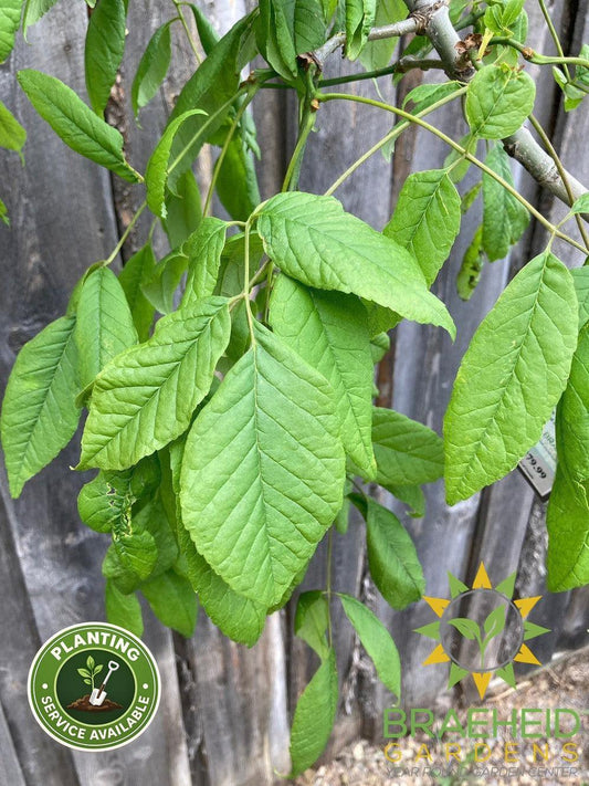Tuxedo White Ash- Tree for sale, Grown in Grande Prairie -Braeheid Gardens Ltd. on Emerson Trail