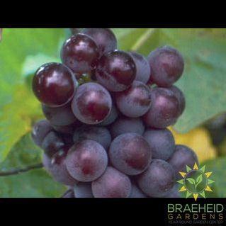 Buy Minnesota Grape an Vine in Grande Prairie Alberta - Braeheid Gardens Ltd.